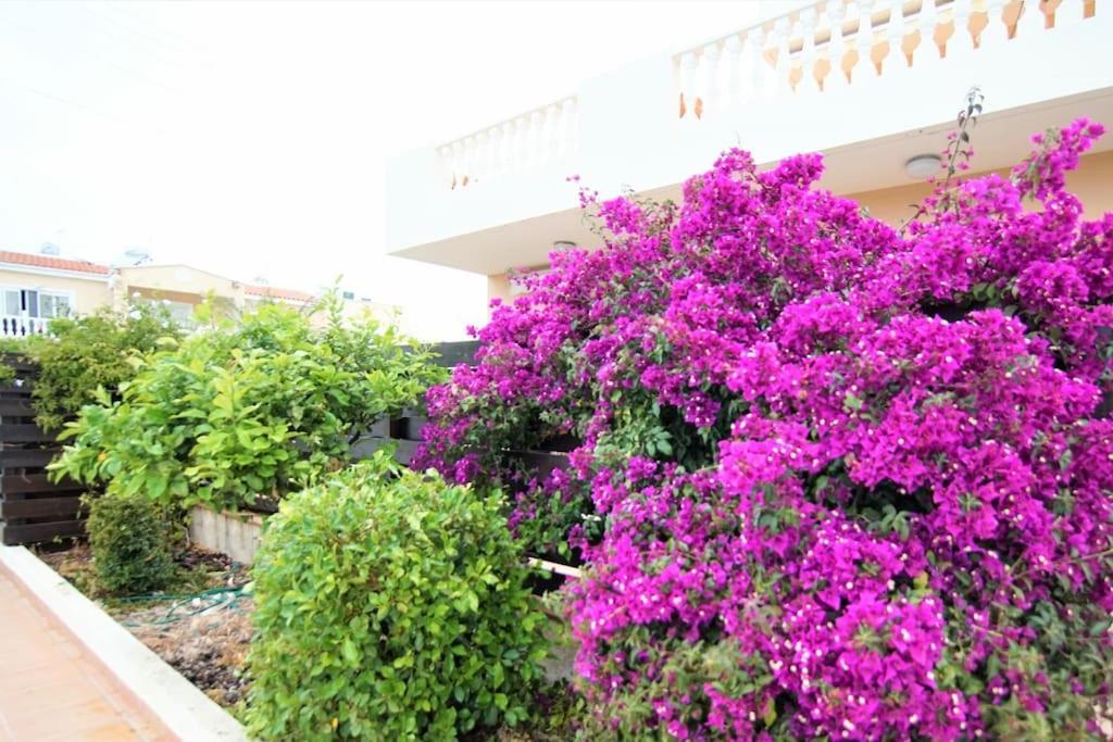 Central Pool-Side 2 Bedroom Apartment In Paphos Eksteriør billede